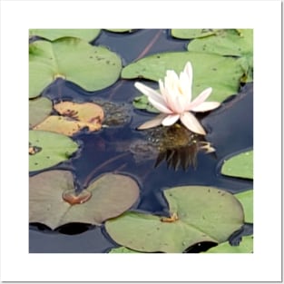 Lispe White Water Lily Posters and Art